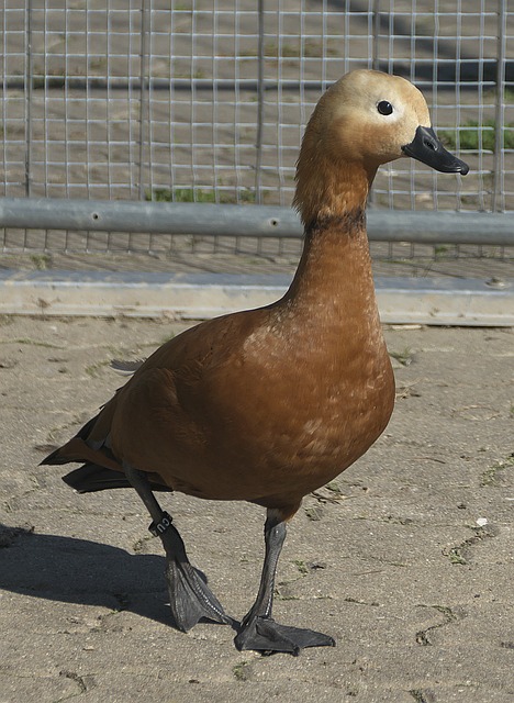 分机器